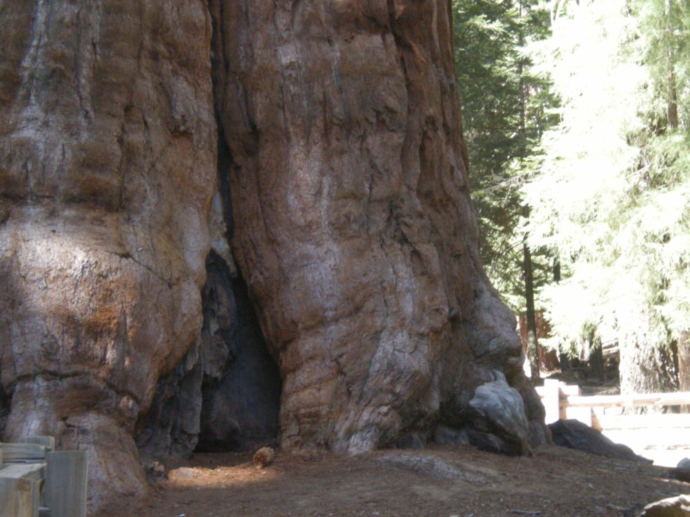 Scopri di più sull'articolo SEQUOIA NATIONAL PARK